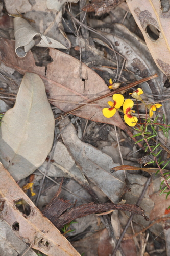 Dillwynia parvifolia observed 2026-09-10