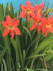 Hippeastrum vittatum