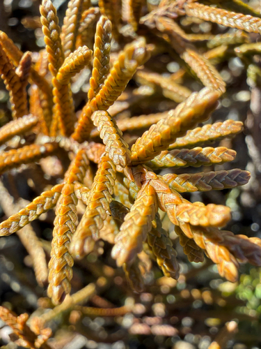 Microcachrys tetragona observed 2026-08-15