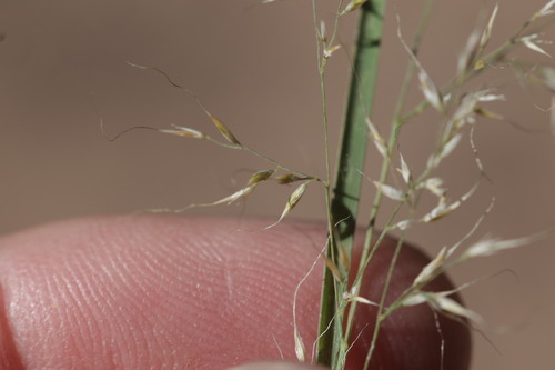 Muhlenbergia montana, photograph 6