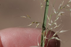 Muhlenbergia montana, photograph author not stated, no rights reserved