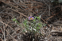 Townsendia eximia