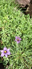 Sisyrinchium scabrum