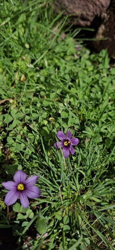 Sisyrinchium scabrum, photograph 2