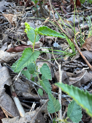 Tragia urticifolia