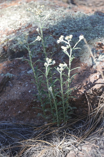 Pseudognaphalium macounii, photograph 6