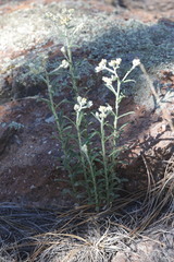 Pseudognaphalium macounii, photograph author not stated, no rights reserved