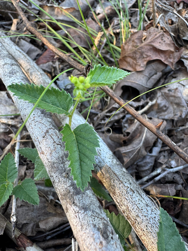 Tragia urticifolia, photograph 2