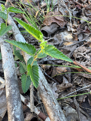 (c) Shelby Lyn Sanders, some rights reserved (CC BY) Tragia urticifolia, photograph (c) Shelby Lyn Sanders, some rights reserved (CC BY)