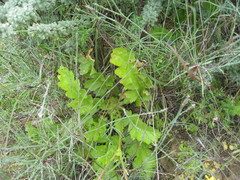 Pelargonium pulchellum