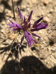 Allium denticulatum