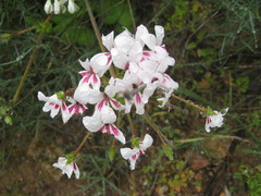Pelargonium pulchellum