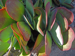 Kalanchoe luciae