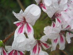 Pelargonium pulchellum