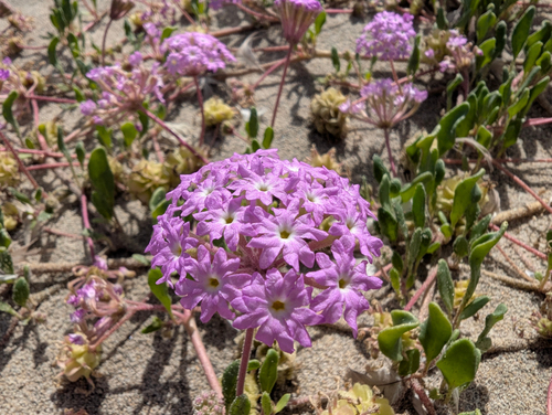 Abronia umbellata, photograph 4
