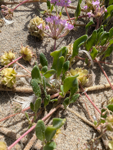 Abronia umbellata, photograph 6