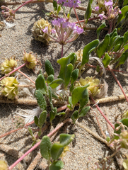 Abronia umbellata, photograph (c) joergmlpts, some rights reserved (CC BY)