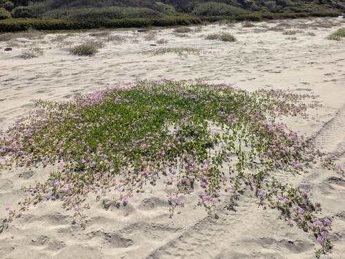 Abronia umbellata, photograph 5