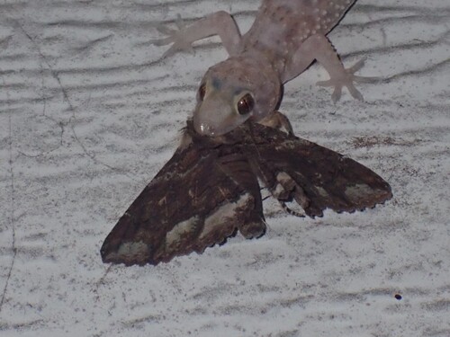 Lunate Zale Moth photo 5