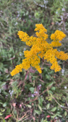 field goldenrod