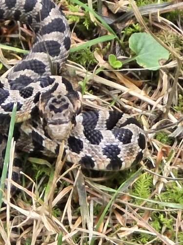 Eastern Foxsnake