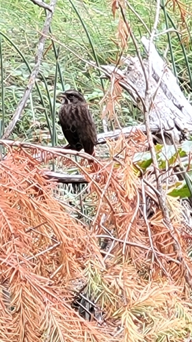 Song Sparrow