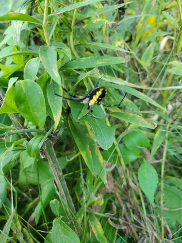 Yellow Garden Spider