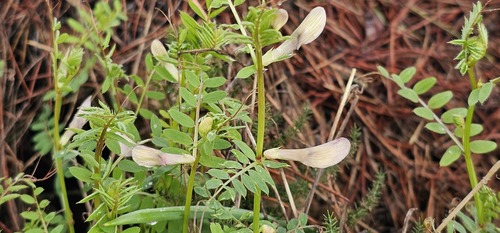 Vicia lutea