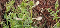Vicia lutea