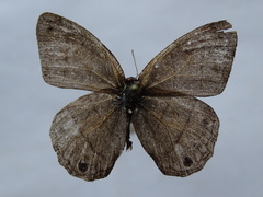 Cissia pompilia