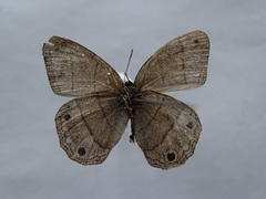Cissia pompilia