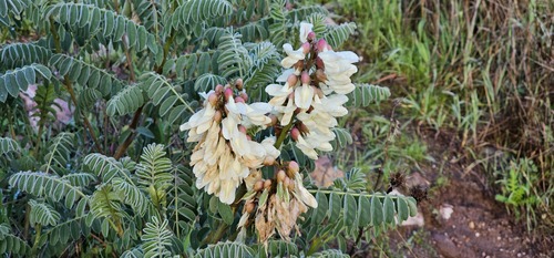 Erophaca baetica, photograph 1