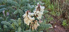 Erophaca baetica, photograph (c) Barry Stewart, some rights reserved (CC BY)