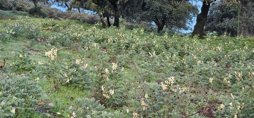 Erophaca baetica, photograph 2