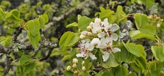(c) Barry Stewart, some rights reserved (CC BY) Pyrus bourgaeana, photograph (c) Barry Stewart, some rights reserved (CC BY)