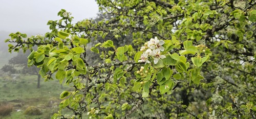 Pyrus bourgaeana, photograph 3