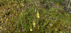 Diplotaxis catholica