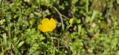 Ranunculus paludosus