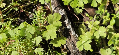 Ranunculus paludosus, photograph 1