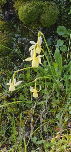 Narcissus triandrus, photograph 2