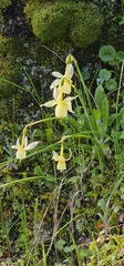 Narcissus triandrus, photograph (c) Barry Stewart, some rights reserved (CC BY)