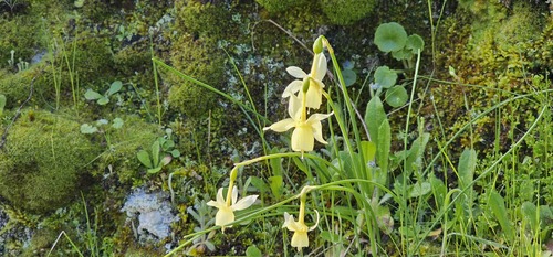 Narcissus triandrus, photograph 1