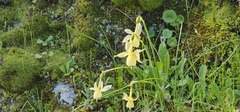Narcissus triandrus, photograph (c) Barry Stewart, some rights reserved (CC BY)