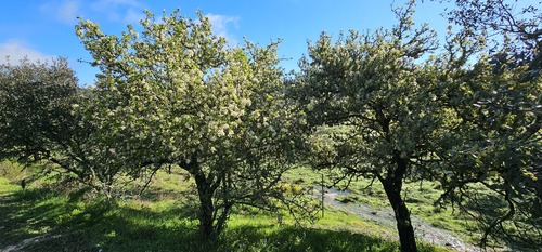 Pyrus bourgaeana, photograph 1
