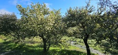 (c) Barry Stewart, some rights reserved (CC BY) Pyrus bourgaeana, photograph (c) Barry Stewart, some rights reserved (CC BY)