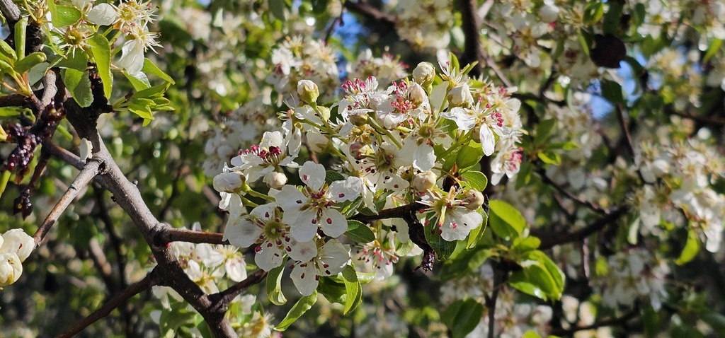 Pyrus bourgaeana; photograph (c) Barry Stewart, some rights reserved (CC BY)