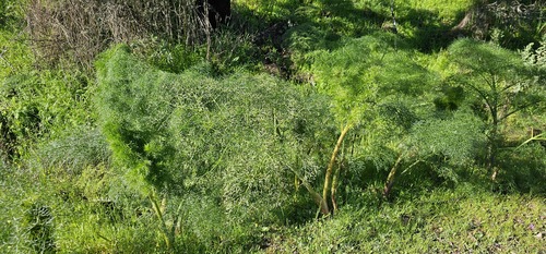 Ferula communis, photograph 2