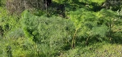 Ferula communis, photograph (c) Barry Stewart, some rights reserved (CC BY)