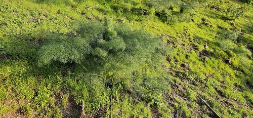 Ferula communis