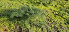 Ferula communis